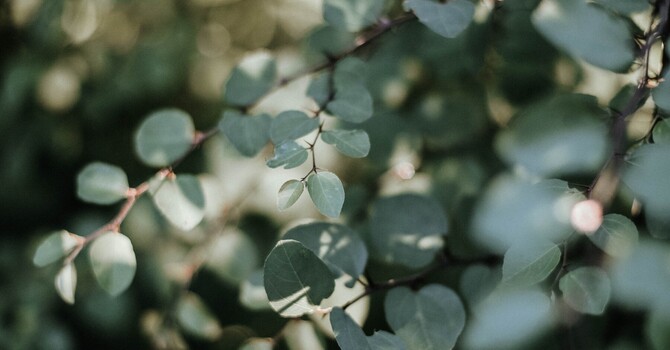 Naturopathic Medicine